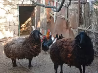 Schaf, Karabakh sheep — Foto 4