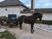 母马, Horses — 照片 4