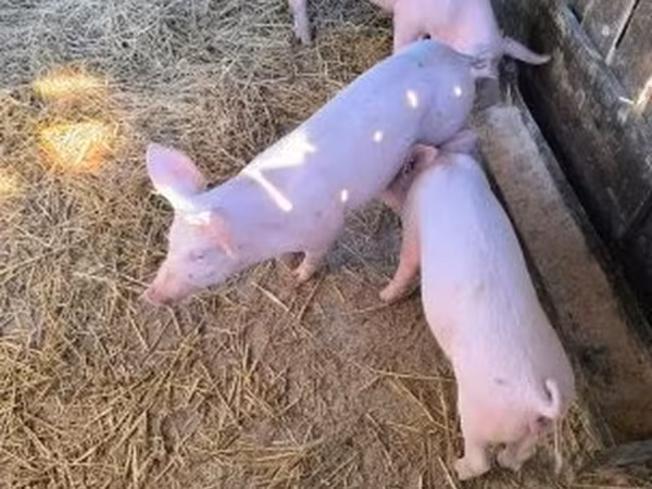 Boar, Гипор