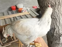 Chickens — 照片 1