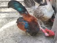 Chickens — الصورة 5