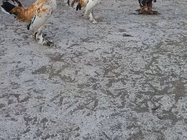 japán bantam