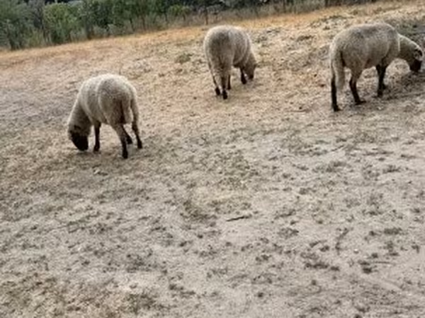 Oveja, Ovejas