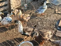 Ducks — zdjęcie 7