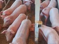 Pigs (batch, sex not specified), Крупная белая — photo 2