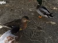 Ducks — 8. fotó