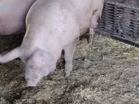 Disznók (tétel, nem megadva), Sertések — 4. fotó