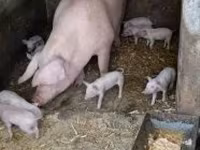 Süldőanya, Sertések — 1. fotó