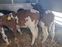 Touro, Raça Holstein — foto 8