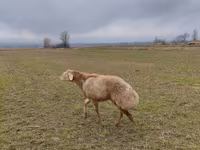 Beran, Arashan sheep — foto 1