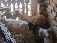 Cabras (lote, sexo no especificado), Cabras — foto 6