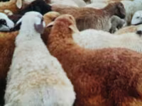 Ram, Edilbay sheep — photo 2