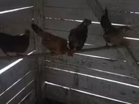 Chickens — foto 1