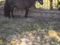 Hing, Australian Pony — 7. fotó