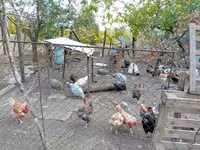 Guinea fowl — photo 3