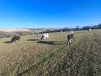 Krava, Simmental cattle — foto 1