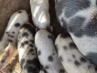 母猪 — 照片 4