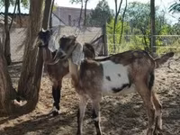 Dişi keçi, Nubian Goat — foto 3