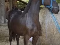 Айғыр, Friesian — 2-сурет