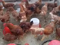Chickens — photo 2