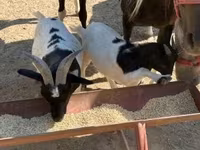 母山羊, Dutch Landrace goats — 照片 5