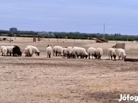 Kos, Racka sheep — 1. fotó