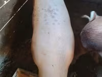 Säue, Schweine — Foto 2