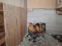 براهما — الصورة 3