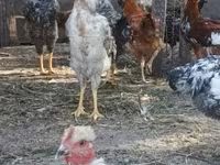 Chickens — फ़ोटो 1
