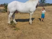 公马, Percheron — 照片 2