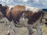 Tehén, Holstein fajta — 3. fotó