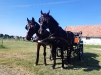 母马, Horses — 照片 3