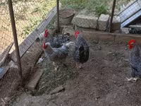 Gallina eslovena barrada — foto 2