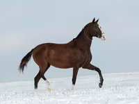 Yegua, Akhal-Teke — foto 5