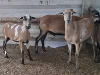 母羊, Cameroon sheep — 照片 2