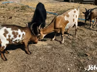 Billy Goat, Goats — photo 1
