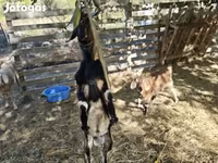 母山羊, Nubian Goat — 照片 2