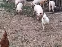 Pigs (batch, sex not specified), Pigs — photo 3