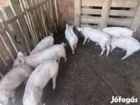 Pigs (batch, sex not specified), Крупная белая — photo 2