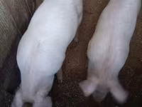 Pigs (batch, sex not specified), Pigs — photo 2