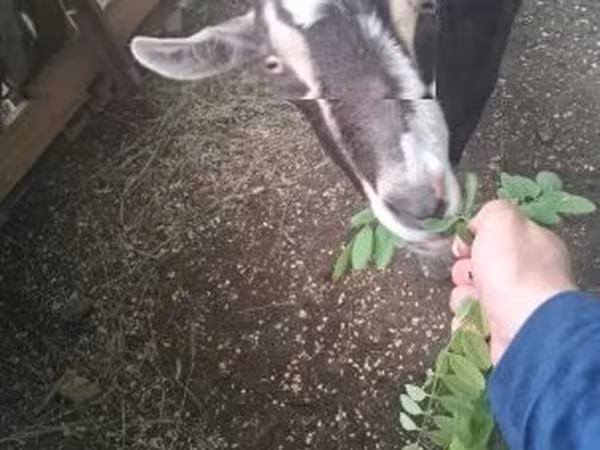 母山羊, Goats — 匈牙利