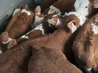 Bika, Simmental cattle — 2. fotó