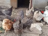 Chickens — الصورة 2