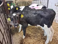 Bika, Simmental cattle — 5. fotó