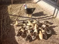 Ducks — 3-сурет