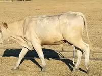ثور, Charolais cattle — الصورة 3