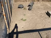 Guinea fowl — photo 1