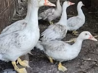 Ducks — 2-сурет