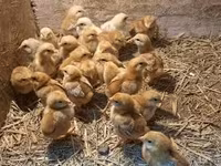 Chickens — 2. fotó