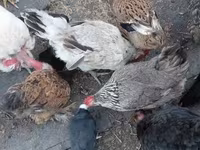 Chickens — 3. fotó